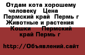 Отдам кота хорошему человеку › Цена ­ 50 - Пермский край, Пермь г. Животные и растения » Кошки   . Пермский край,Пермь г.